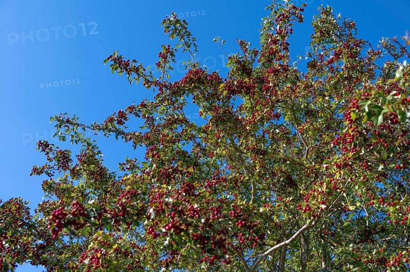 Hawthorn (Crataegus) with red fruits, Bavaria, Germany