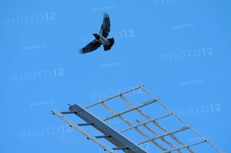 Flying fog crow (Corvus cornix) over a windmill wing, Darß, Mecklenburg-Western Pomerania, Germany