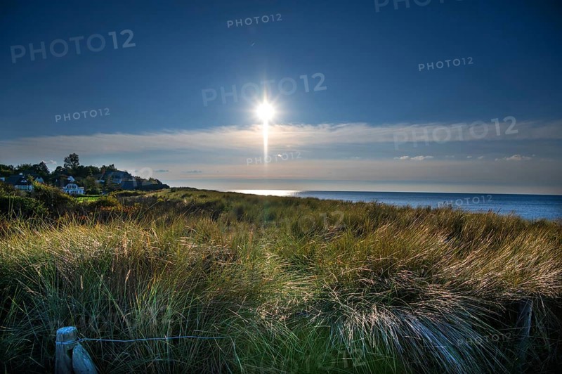 Beach oats (Ammophila) against the Baltic Sea beach, Mecklenburg-Western Pomerania, Germany