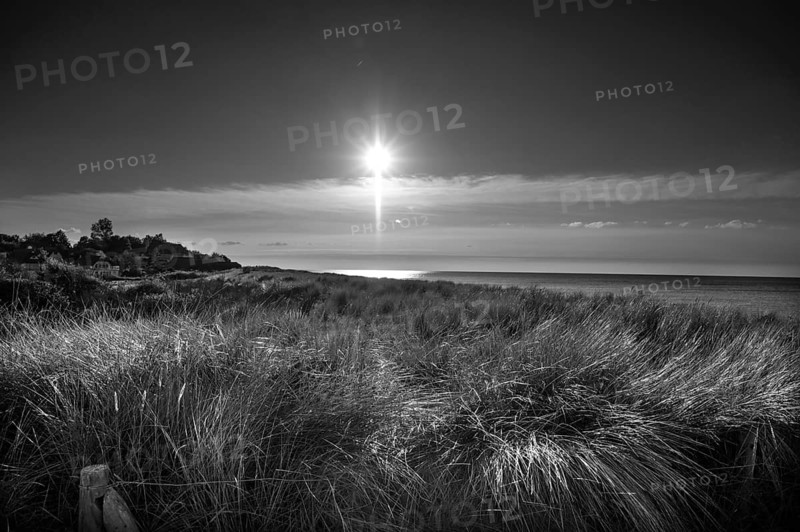 Beach oats (Ammophila) against the Baltic Sea beach, black and white, Mecklenburg-Western Pomerania, Germany