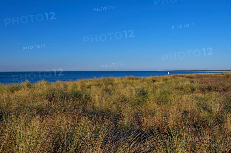 Beach oats (Ammophila) off the Baltic Sea beach, Mecklenburg-Western Pomerania, Germany