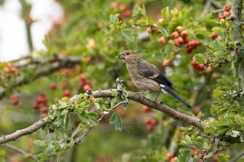 Eurasian bullfinch (Pyrrhula pyrrhula) juvenile bird in a hawthorn hedgerow with red berries in summer, England, United Kingdom