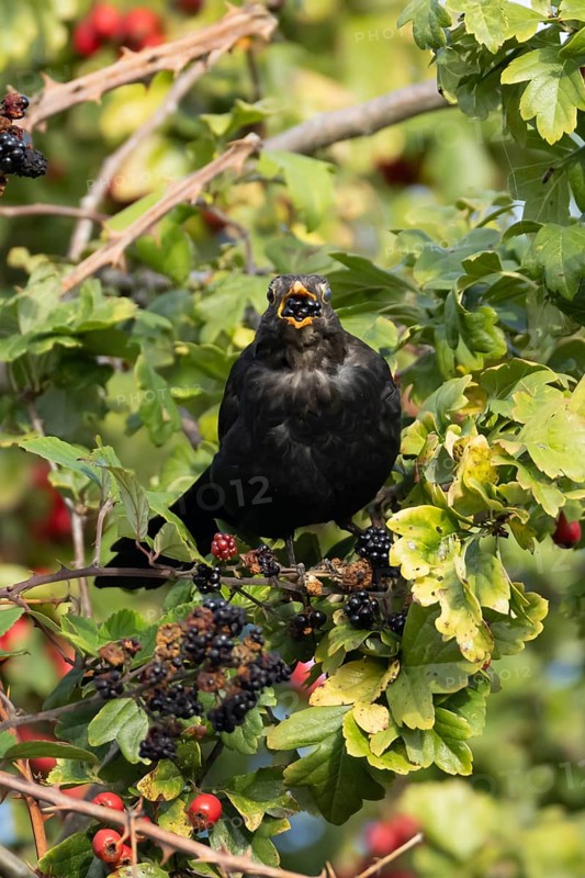 Eurasian blackbird (Turdus merula) adult male bird feeding on a blackberry in a hedgerow in the summer, England, United Kingdom