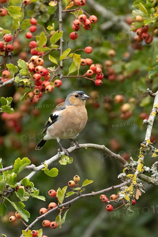 Eurasian chaffinch (Fringilla coelebs) adult male bird in a hawthorn hedgerow with red berries in summer, England, United Kingdom
