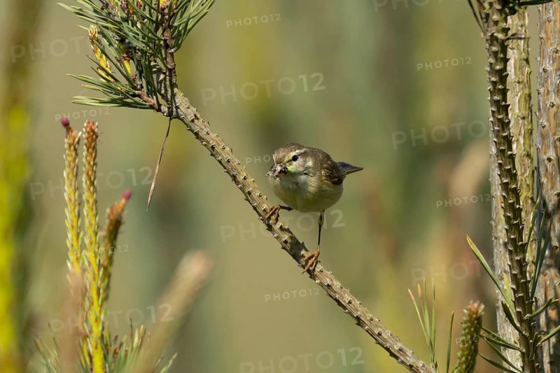 Garden warbler (Sylvia borin) adult bird on a tree branch with insects for food in its beak in summer, England, United Kingdom