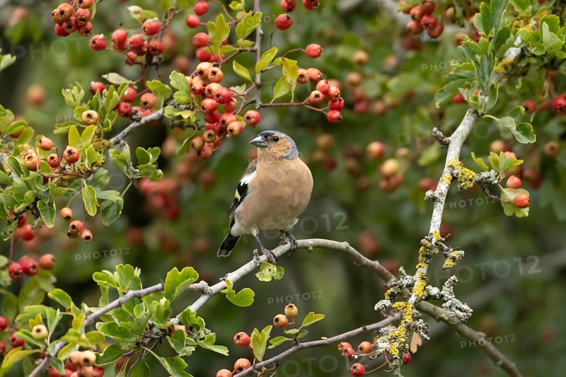 Eurasian chaffinch (Fringilla coelebs) adult male bird in a hawthorn hedgerow with red berries in summer, England, United Kingdom