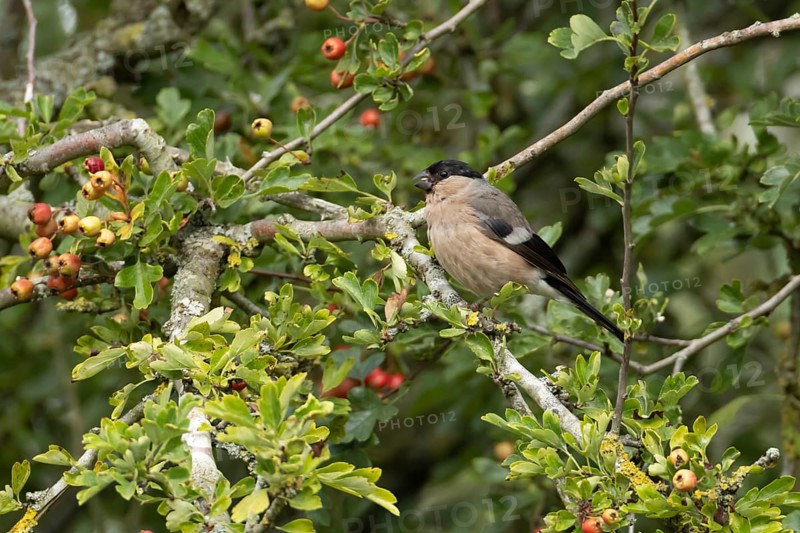 Eurasian bullfinch (Pyrrhula pyrrhula) adult female bird in a hawthorn hedgerow with red berries in summer, England, United Kingdom