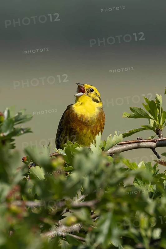 Yellowhammer (Emberiza citrinella) adult male bird singing in a hedgerow in summer, England, United Kingdom