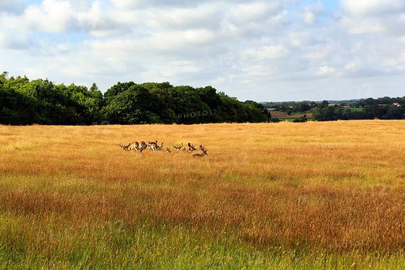 Fallow deer in a flock, field, dry grass, forest, Haderslev, Haderslev, Syddanmark, Denmark