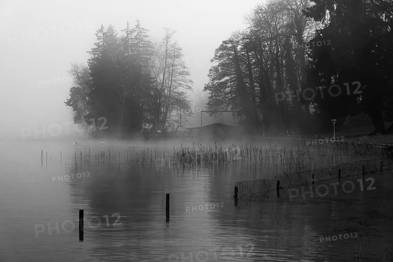 Reeds and fences in foggy Starnberger See, leaves and conifers behind, black and white photo, Historisches Hotel La Villa, Niederpöcking, Upper Bavaria, Bavaria, Germany