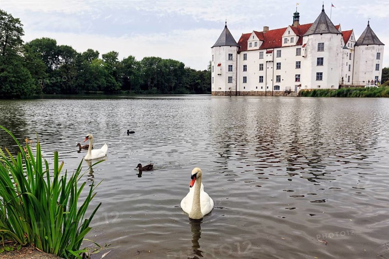 Hocker swan (Cygnus olor) in front of Glücksburg Castle, residential castle, moated castle with museum, Renaissance architecture, Glücksburg, Germany