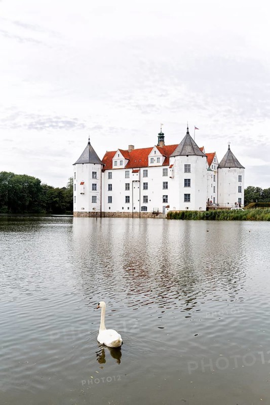 Hocker swan (Cygnus olor) in front of Glücksburg Castle, residential castle, moated castle with museum, Renaissance architecture, Glücksburg, Germany