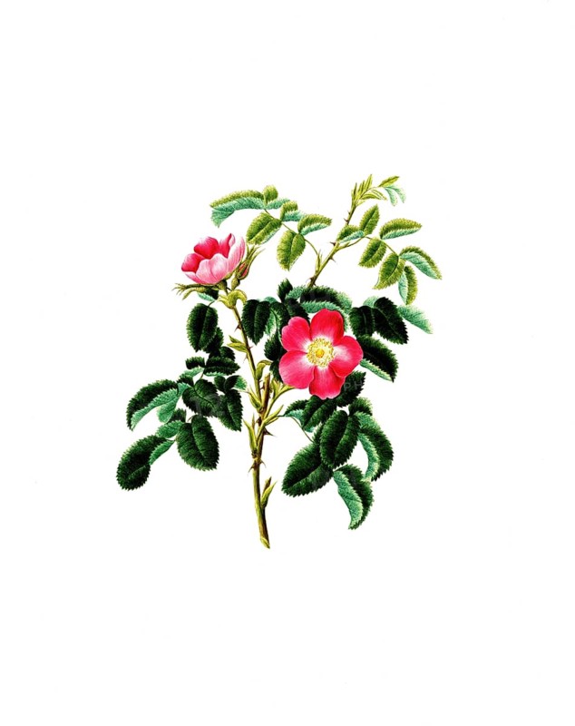 Cultivated plant, precious rose, flower, rosa villosa, single apple bearing rose, illustration, reproduction from a model from the 19th century. Authentic, file restored for optimal use, exact date of submission unknown, historical
