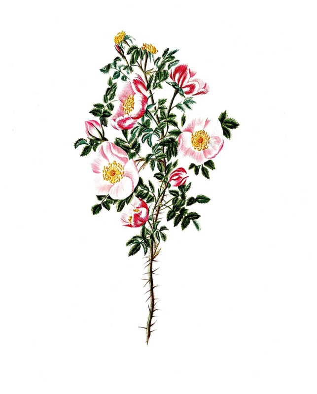 Cultivated plant, sweet rose, rose espinosissima, striped flowered Scotch rose, illustration, reproduction from a model from the 19th century. Authentic, file restored for optimal use, exact date of submission unknown, historical
