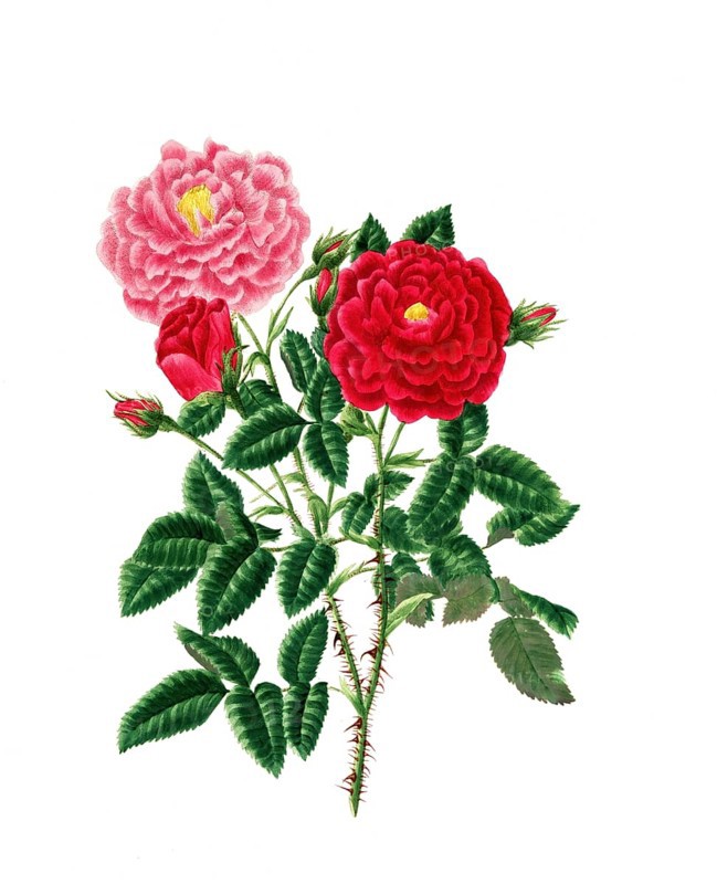Cultivated plant, precious rose, rose rose centifolia, Stepney rose, illustration, reproduction from a model from the 19th century. Authentic, file restored for optimal use, exact date of submission unknown, historical