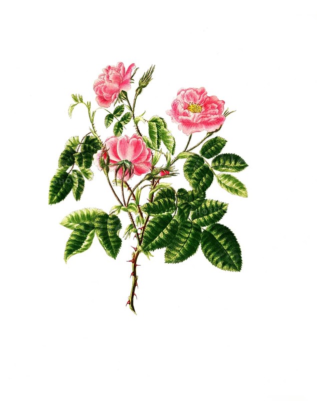 Cultivated plant, precious rose, flower, rosa villosa, double apple bearing rose, illustration, reproduction from a model from the 19th century. Authentic, file restored for optimal use, exact date of submission unknown, historical