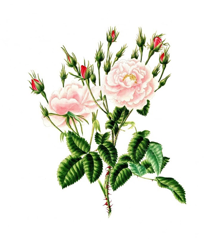 Cultivated plant, precious rose, rose rosa damascena, blush monthly rose, illustration, reproduction from a model from the 19th century. Authentic, file restored for optimal use, exact date of submission unknown, historical