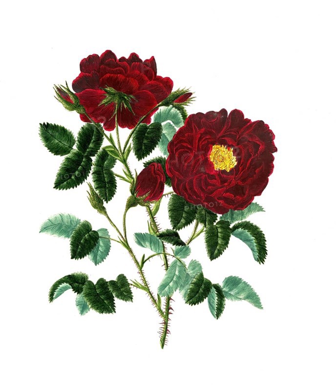 Cultivated plant, precious rose, rose rosa centifolia, Pluto rose, illustration, reproduction from a model from the 19th century. Authentic, file restored for optimal use, exact date of submission unknown, historical