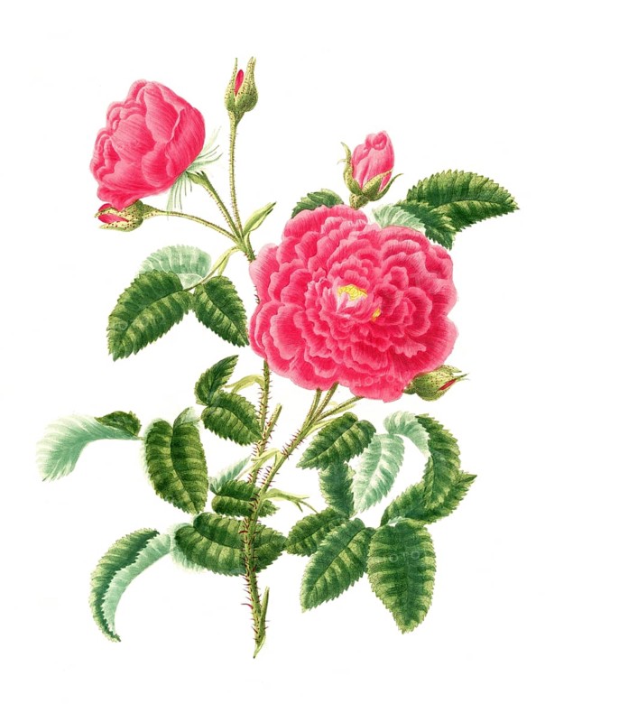 Cultivated plant, precious rose, rose rose centifolia, bishop rose, illustration, reproduction from a model from the 19th century. Authentic, file restored for optimal use, exact date of submission unknown, historical