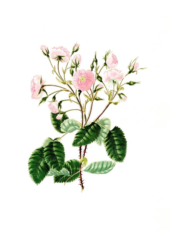 Cultivated plant, precious rose, flower, Rosa provincialis, Blandford or Portugal rose, illustration, reproduction from a model from the 19th century. Authentic, file restored for optimal use, exact date of submission unknown, historical
