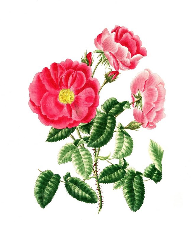 Cultivated plant, precious rose, rose gallica, red officinal rose, illustration, reproduction from a model from the 19th century. Authentic, file restored for optimal use, exact date of submission unknown, historical