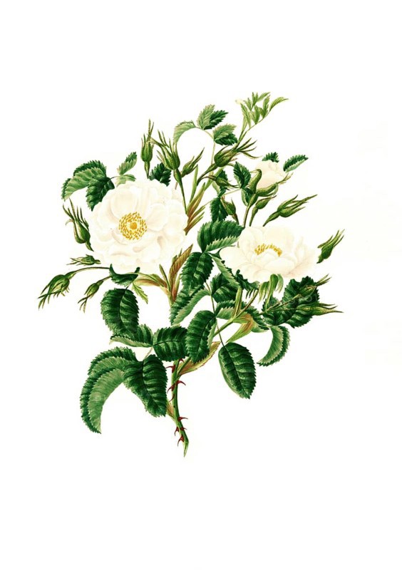 Cultivated plant, precious rose, rose rosa alba, double white rose, illustration, reproduction from a model from the 19th century. Authentic, file restored for optimal use, exact date of submission unknown, historical