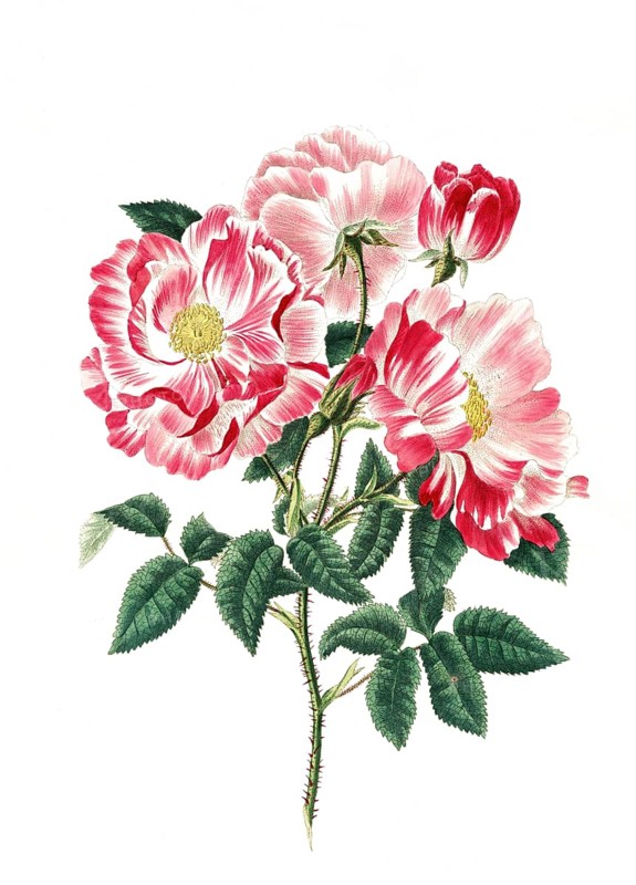 Cultivated plant, precious rose, rose gallica versicolor, rosa mundi, illustration, reproduction from a 19th century model. Authentic, file restored for optimal use, exact date of submission unknown, historical