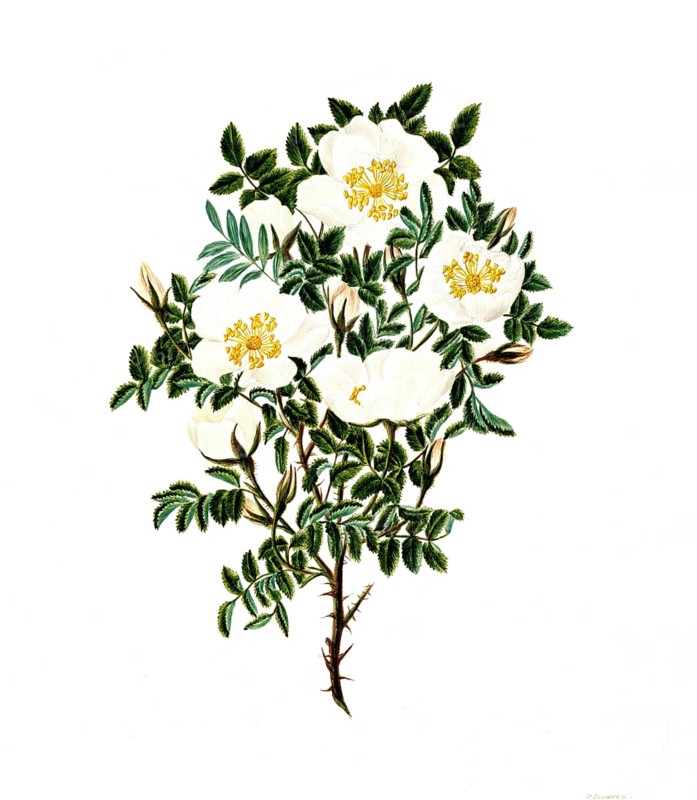 Cultivated plant, sweet rose, rose spinosissima, tall scotch rose, illustration, reproduction from a 19th century model. Authentic, file restored for optimal use, exact date of submission unknown, historical