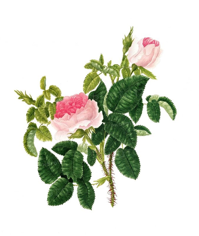 Cultivated plant, precious rose, rose rosa centifolia, blush royal rose, illustration, reproduction from a model from the 19th century. Authentic, file restored for optimal use, exact date of submission unknown, historical