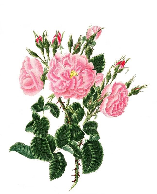 Cultivated plant, precious rose, rose rosa damascena, red monthly rose, illustration, reproduction from a model from the 19th century. Authentic, file restored for optimal use, exact date of submission unknown, historical
