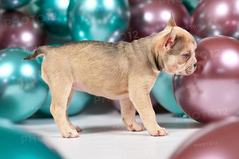 Cute cream colored French Bulldog dog puppy with short tail standing in front of colorful balloons background