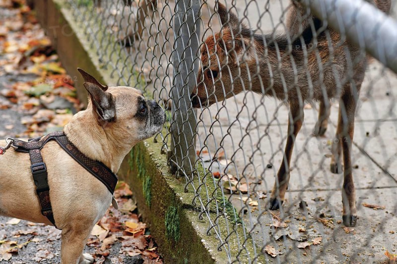 French bulldog dog sniffs young Shika deer through wildlife enclosure fence
