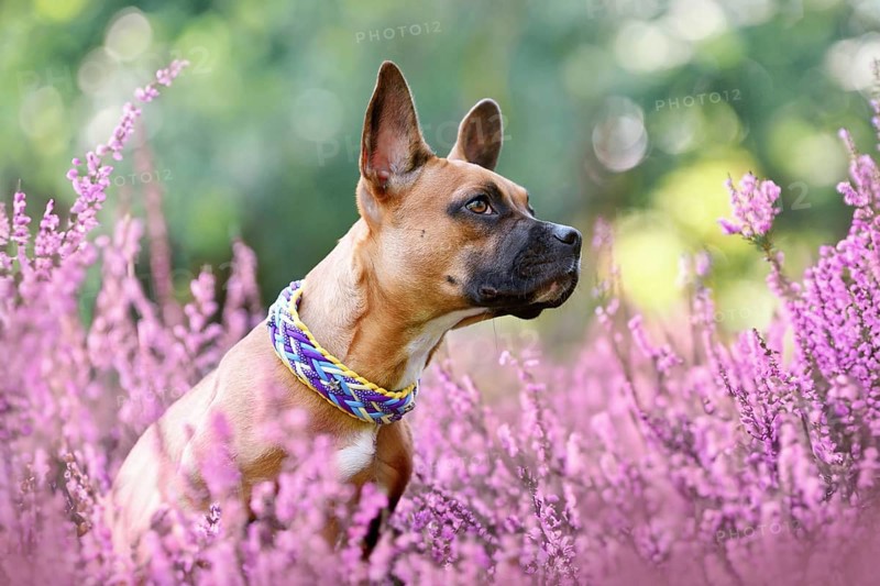 Dog in purple blooming heather flower field during late summer
