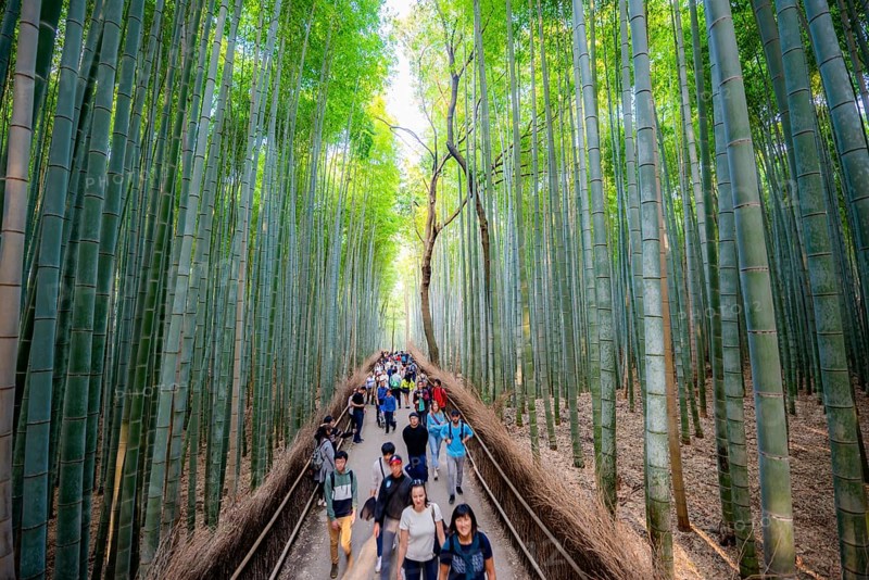 Visitors on their way through bamboo forest, towering bamboo trunks in Arashiyama bamboo forest, Kyoto, Japan