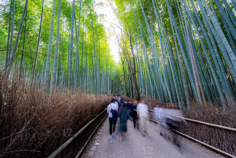 Visitors on their way through bamboo forest, motion blur, long exposure, towering bamboo stems in Arashiyama bamboo forest, Kyoto, Japan