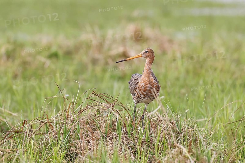 Black gown (Limosa limosa) building a nest on the shore of a lake in a moor, snipe birds, wildlife, nature photography, ox bog, Dümmer See, Hüde, Lower Saxony, Germany