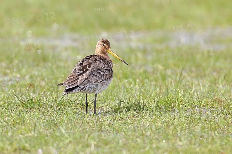 Blacktail (Limosa limosa) runs on the shore of a lake in a moor, snipe birds, wildlife, nature photography, oxmoor, Dümmer See, Hüde, Lower Saxony, Germany