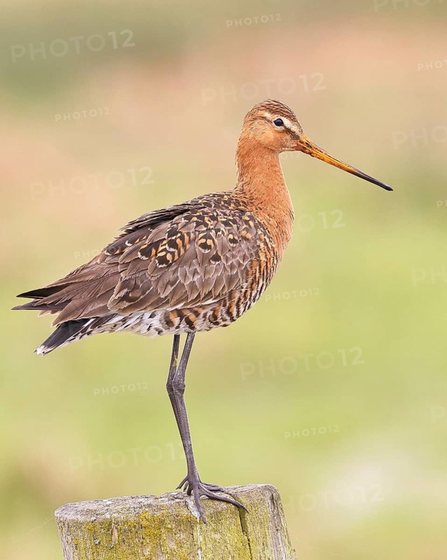 Blacktail (Limosa limosa), sitting room, on a fence post, snipe birds, wildlife, nature photography, wetland, ox moor, Dümmer See, Lembruch, Lower Saxony, Germany