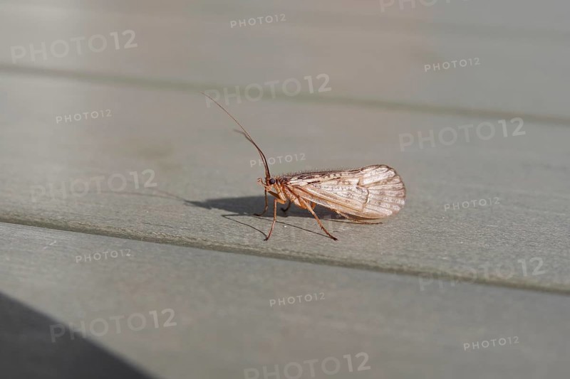 Caddisfly (Trichoptera), insect, macro, halesus, sunlight, close-up of a caddisfly