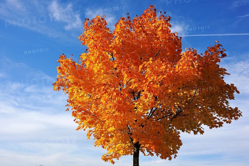 Norway maple (Acer platanoides) in golden yellow autumn color, cloudy sky, Eckental, Middle Franconia, Bavaria, Germany
