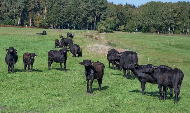 Young water buffaloes (Bubalus arnee) in the willow, Darß, Mecklenburg-Western Pomerania, Germany