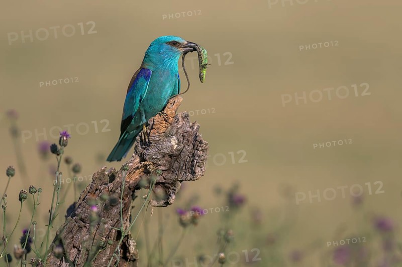Blue racquet (Coracias garrulus) sitting in a flower meadow with captured sand lizard (Lacerta agilis), in its beak, Kiskunság National Park, Hungary