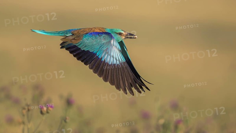 Blue racke (Coracias garrulus), flying in a meadow landscape with an insect in its beak, Kiskunság National Park, Hungary