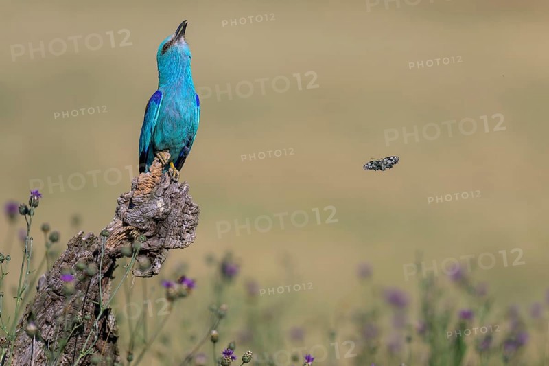 Blue racke (Coracias garrulus) calling to a sitting area in a flower meadow with butterfly, Kiskunság National Park, Hungary