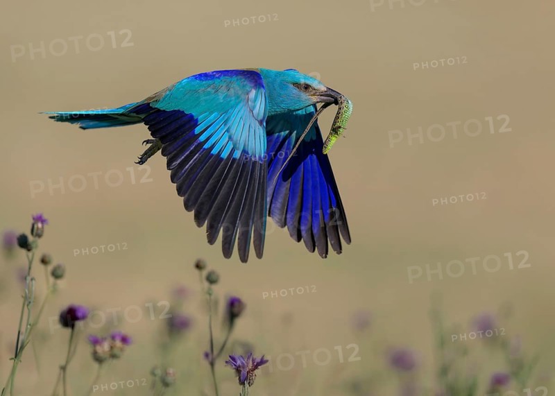 Blue racquet (Coracias garrulus), flying in a flower meadow with captured sand lizard (Lacerta agilis), in its beak, Kiskunság National Park, Hungary