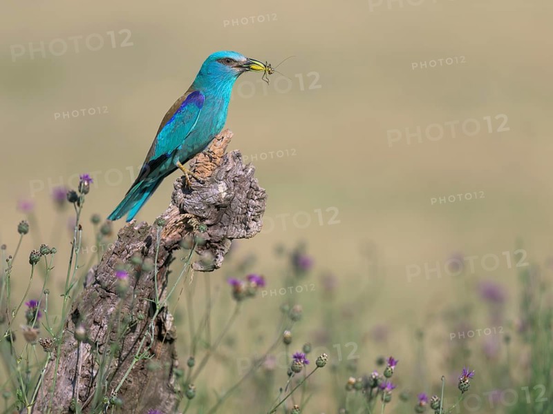 Blue racke (Coracias garrulus) sitting in a flower meadow with an insect in its beak, Kiskunság National Park, Hungary