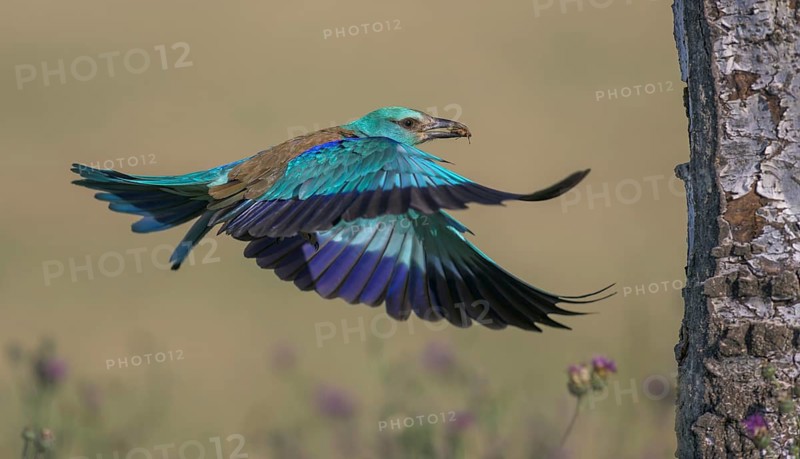 Blue racke (Coracias garrulus), flying in a flower meadow with an insect in its beak to its nesting cave in a silver papel, Kiskunság National Park, Hungary