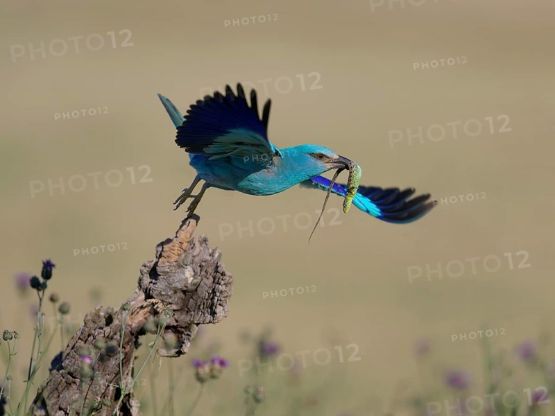 Blue racquet (Coracias garrulus), starting from sitting room in a flower meadow with captured sand lizard (Lacerta agilis), in its beak, Kiskunság National Park, Hungary