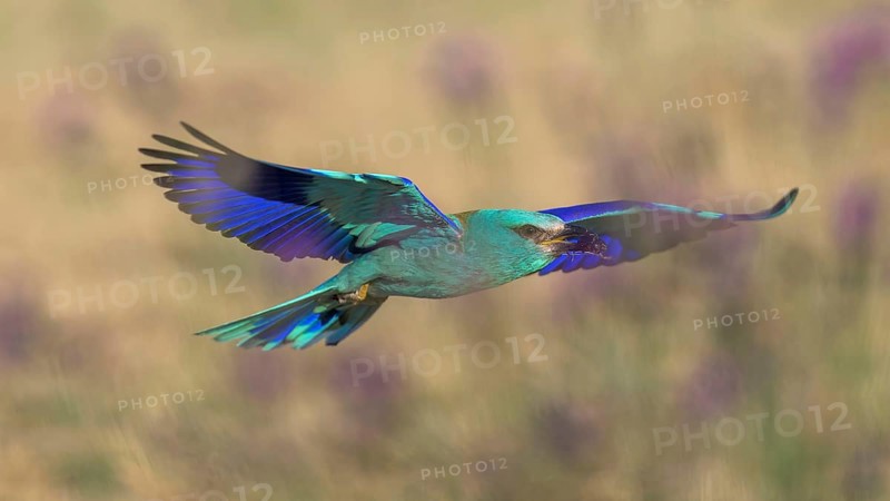 Blue racquet (Coracias garrulus), with beetle in its beak flying through a flower meadow, Kiskunság National Park, Hungary
