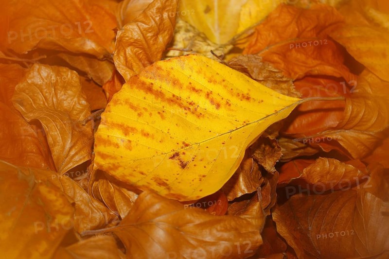 Beech (Fagus) leaves, close-up, alienation, in autumn, North Rhine-Westphalia, Germany